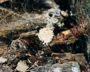 Black widow egg sack hanging on spider web