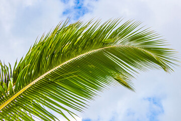 Fototapeta premium Tropical natural palm tree coconuts blue sky in Mexico.