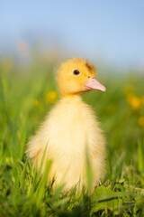 Little funny duck