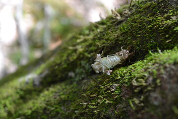Cicada emerging