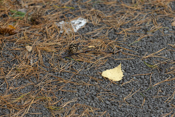 Fallen yellow birch leaf and dry pine needles on the gray ground. Nature forest autumn background