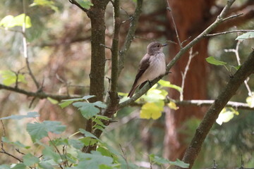 Bird on a branch