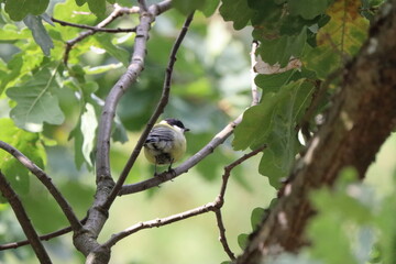 titmouse on a branch