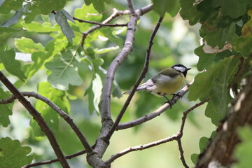 titmouse on a branch