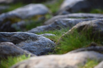 DETALLE DE CAMINO DE PIEDRAS PULIDAS CON HIERBA. 