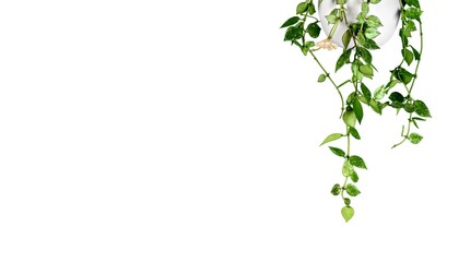 House green plant foliage on light background