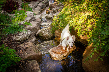 Little white puppy with perky ears standing on a rock in a rocky flowing stream with...
