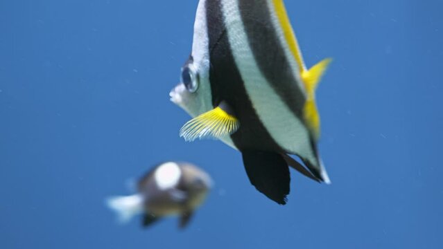 exotic fishes: butterfly fish with black and yellow stripes Heniochus