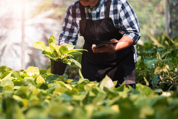 Asian male smart farmer using tablet technology analyzing air purifier plant for water and growth content, gardener plant biologist taking care for outdoor nature plants and trees using modern tech