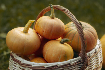 Thanksgiving pumpkins  garden basket.  Halloween and thanksgiving holiday and autumn harvest background