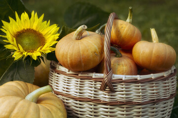 Thanksgiving pumpkins  and sunflower in garden basket.  Halloween and thanksgiving holiday and autumn harvest background