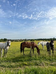 Horses on field and farm blue sky summer time
