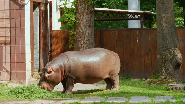 Exotic animals: young hippopotamus eats the grass