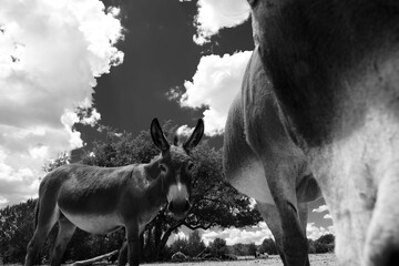 Curious mini donkeys closeup with clouds in sky background, black and white farm scene during...