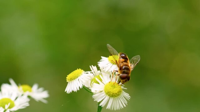 insects: fly looks like a bee