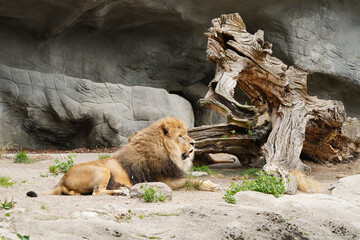 Löwe vor einem alten Baum mit Mähe 