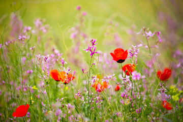 Spring, field of poppy flowers. The concept of the freshness of the morning nature. Spring...