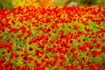 Spring, field of poppy flowers. The concept of the freshness of the morning nature. Spring landscape of red wildflowers. Beautiful landscape, pnorama long banner.
