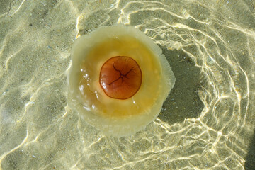 jellyfish in the sea