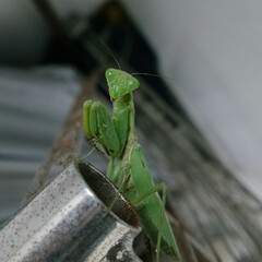 praying mantis on a branch