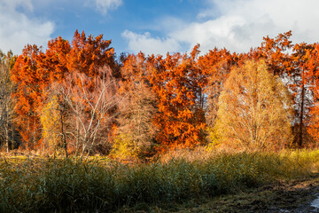 Fototapeta premium Autumn forest with multicolored trees in France