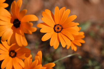 yellow and orange wild daisies flowering on the sidewalk of a suburban home in johannesburg, low angle shot in the mid day sun.