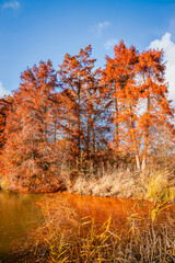 Red bald cypress on a fall day at the edge of a lake