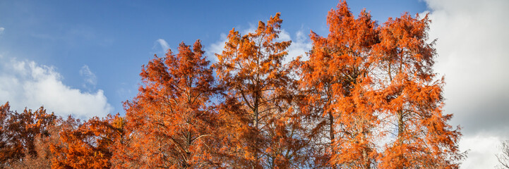 Treetops of cypress trees in autumn with blue sky