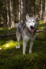 Naklejka na ściany i meble sibirian husky standing outdoors in the woods