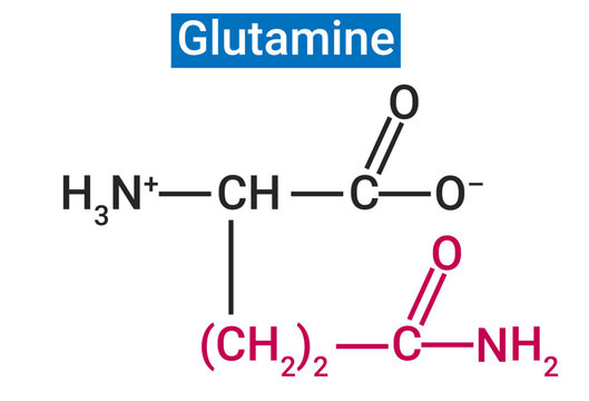 Glutamine is the most abundant amino acid found in the body