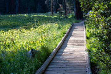 A path of wooden beams leads through a pristine forest valley and a green meadow illuminated by the late evening light.