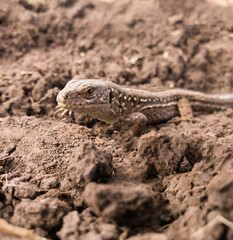 close up of a lizard on the ground