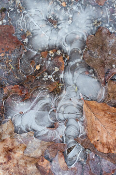 Eis und Laub - gefrorene Pf&uuml;tze mit Struktur