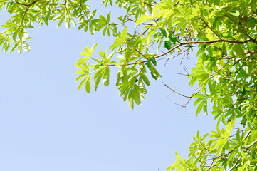 Dita, Devil Tree or Alstonia scholaris and sky