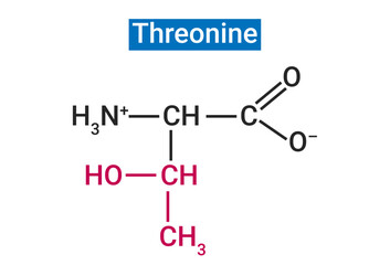 Threonine is an essential amino acid