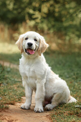 dog puppy golden retriever for a walk in autumn on a path in the park