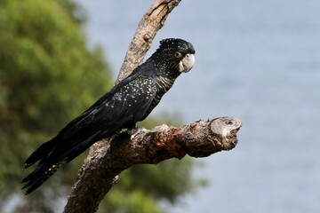 Closeup of a black Cockatoo bird perched on a tree branch