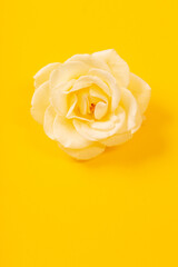 yellow single rose on yellow  paper background