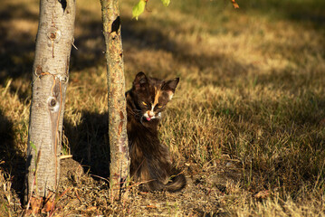 A kitty (kitten, smal cat) is sitting near the trees in autumn (september) at sunset in the...