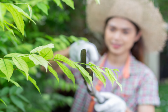 asian Woman wear hat pruning bushes with big garden scissors.