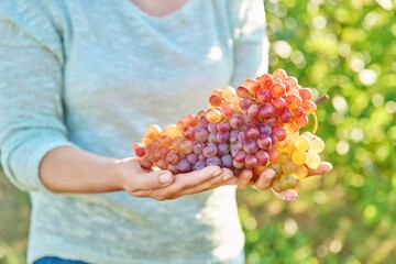 Big bunch of ripe pink grapes in hands, vineyard background