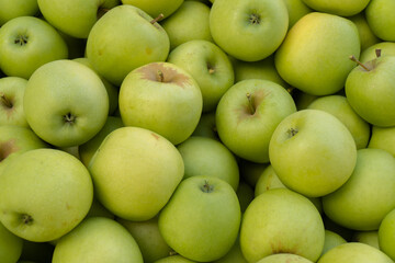 many apples ready for sell. Granny Smith. Malus domestica
