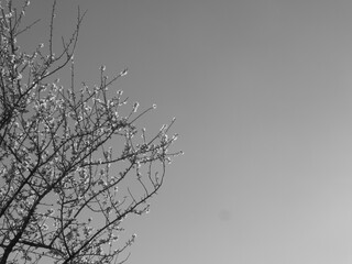 branches of a tree in winter
