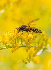 Wasp on a yellow flower.