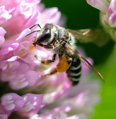 A bee on a clover flower.