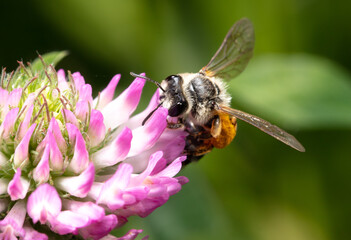 A bee on a clover flower.