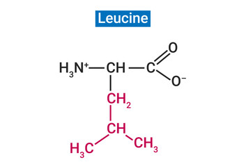 Leucine is one of the 3 essential branched chain amino acids (BCAAs)