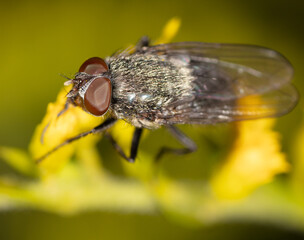 Fly on a yellow flower.