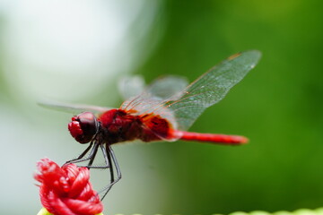 close up of a red dragonfly