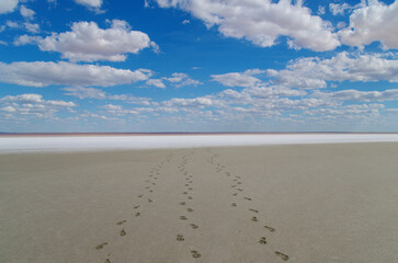 Chain of footprints. Coast of salt lake Elton. Is 18 m below sea level. Is largest mineral lake in Europe and one of most mineralized in world. Russia, Volgograd Oblast